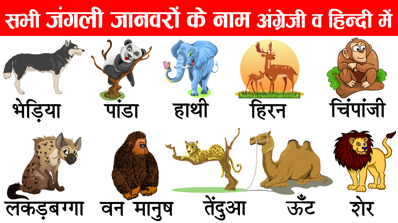 Wild Animals Name in English and Hindi with Pictures - Englishji
