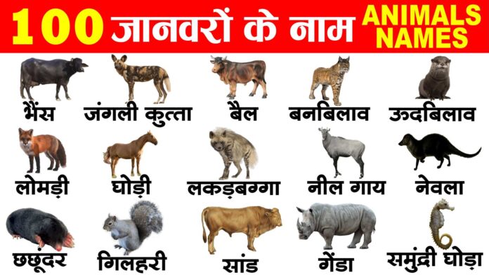 100 animals name in hindi and english 100 जानवरों के नाम हिंदी और इंग्लिश में